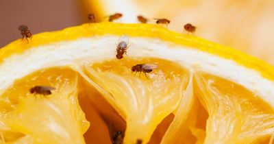 Mrs Hinch fans share 66p trick to 'drown' fruit flies and banish them from your home