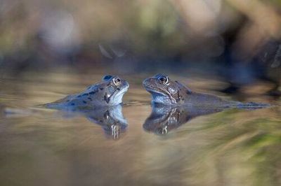 Wild sex killed hundreds of ancient frogs, scientists say