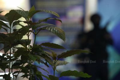 Kratom bill becomes law, minors warned