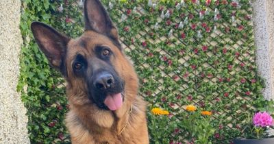 Woman fears beloved dog was snatched minutes after being left home alone