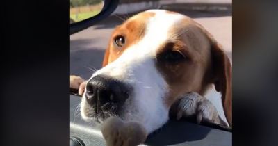 Irish postman saying goodbye to dogs on his route on last day of work breaks hearts