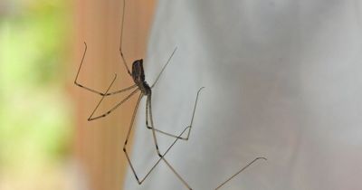 Spiders set to invade homes as mating season starts