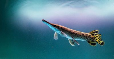 ‘Monster’ fish with razor-sharp teeth that could attack humans escapes as lake is drained