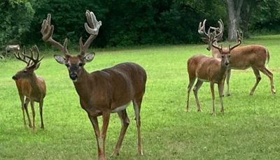 Chicago outdoors: Suburban bucks, Jack O’Lantern mushrooms, black crickets & Illinois doves/pigeons