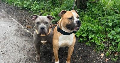 Dog 'starting his new life' after being found tied to a tree