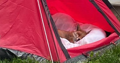 Scots family rescue injured fox and nurse it back to health in back garden tent