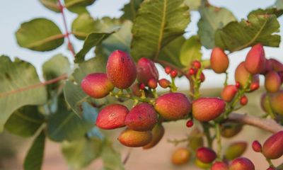 ‘Green gold’: Spanish farmers ditch olives for pistachios in bid to survive