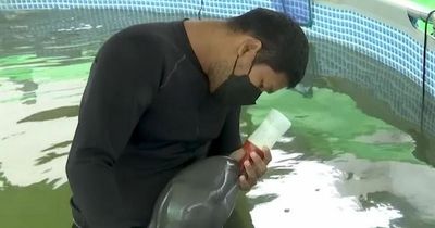 Injured baby dolphin rescued after vulnerable mammal found drowning in rock pool