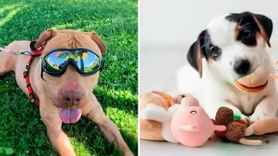 Weird new things for dogs on Amazon that are legitimately amazing