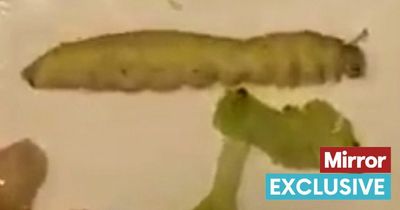 Soldier guarding the Queen finds gross giant maggot in his food raising hygiene fears