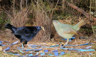 Mystery surrounds cluster of satin bowerbird deaths in the Gold Coast hinterland