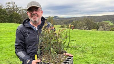 Environmental and financial dividends on offer for farmers in carbon reforestation project