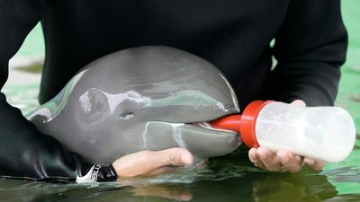 Irrawaddy dolphin calf nursed back to health after almost drowning in Thailand