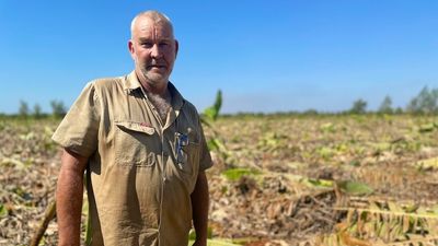 Alternative crops and technology help fruit farmers in northern Australia adapt to worker shortage