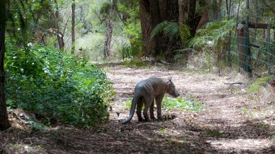 Tasmanian tiger alive in spirit in thylacine-obsessed WA town of Nannup