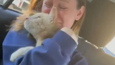 Missing cat who fell through Mackay office roof reunited with owners after eight months and 1,600km journey