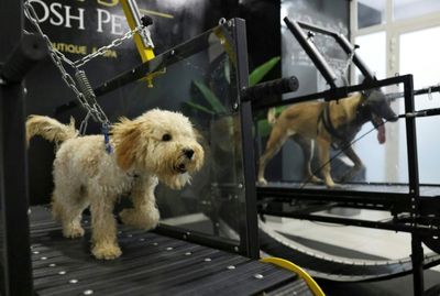 Hot dogs: UAE's perspiring pooches get air-conditioned workout