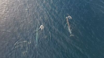 Variety of whales visit NSW Far South Coast, intriguing marine experts, citizen scientists