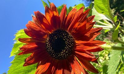 A late blast of summer on the allotment