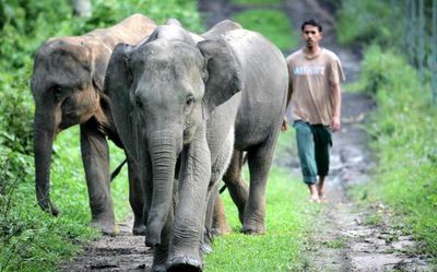 Kaziranga wildlife rehab centre completes 20 years