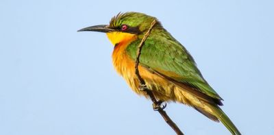 We've been tracking birds in a small Nigerian forest for 18 years. What we found and why it matters