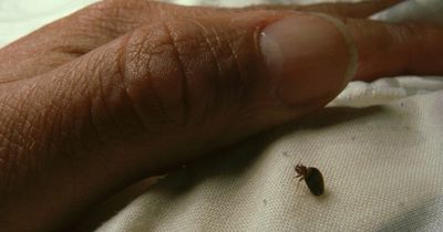 ‘Plague’ of Spanish insects that feast on human blood and live in your bed sheets