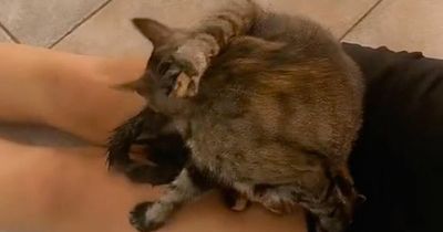 Cat owner stunned after pregnant pet gives birth to cute kittens while lying on her lap