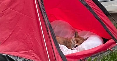 Glasgow family nurse injured fox back to health in back garden tent