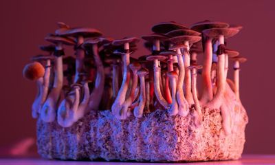 The Black mothers finding freedom in mushrooms: ‘They give us our power back’