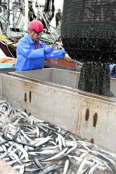 Saury catch held back by Russian limits
