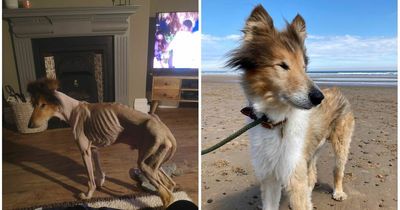 Dog's incredible transformation after being found 'close to death' and cared for by County Durham vet nurse who 'fell in love'