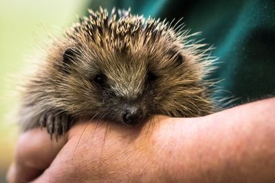Police investigating after hedgehog found taped to lamppost