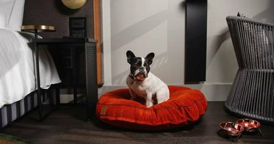 NSW lawmakers should be dogged about animal welfare in breeding