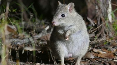 Endangered northern bettong population crashes as building begins for feral-proof fence