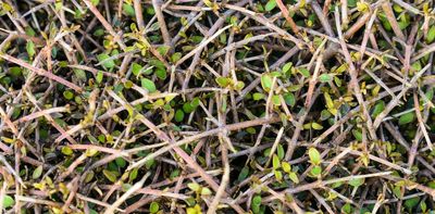How the Ice Ages spurred the evolution of New Zealand’s weird and wiry native plants