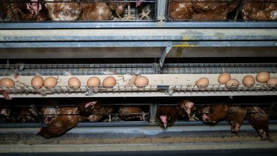 WA caged eggs phased out within 10 years, says WA food and agriculture minister Alannah MacTiernan