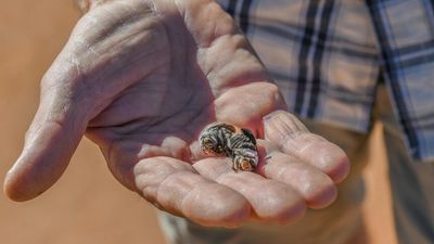 Dawson's burrowing bee at risk from tourists and careless drivers, locals say