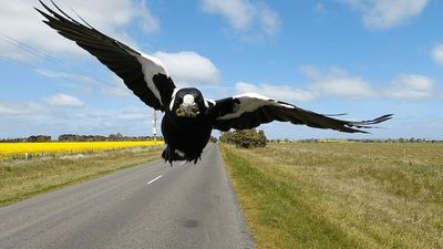 Swooping magpie targets young football player in attack during match at Adelaide's Payneham Oval