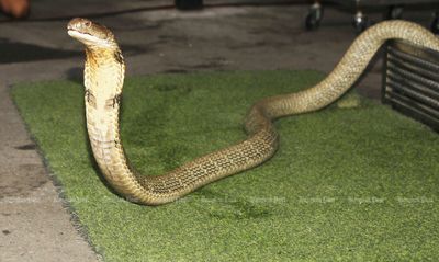 Snake encounter reported every 15 minutes in Bangkok