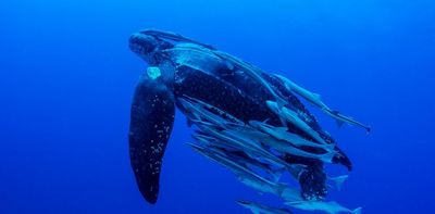 NZ's inaction on turtle bycatch in fisheries risks reputational damage -- and it's pushing leatherbacks closer to extinction