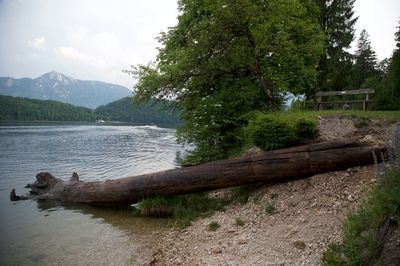 1,400-Year-Old Tree Recovered From Underwater Forest