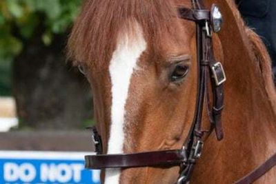 ‘Affectionate character’: Police pay tribute to horse that died while on duty at Notting Hill Carnival