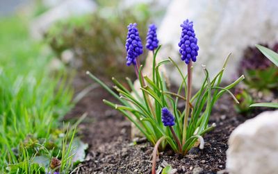 Are grape hyacinths good for you?