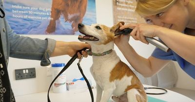 Radcliffe Animal Centre seeing more pets handed over as cost of living bites