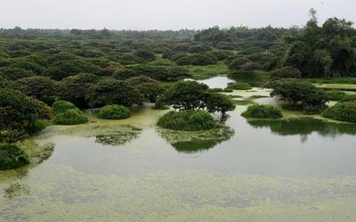 Madras High Court directs T.N. govt. to geo-reference all 24,684 wetlands mapped in 2010