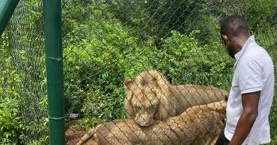 Man who jumped security fences to enter lions enclosure at zoo attacked and killed