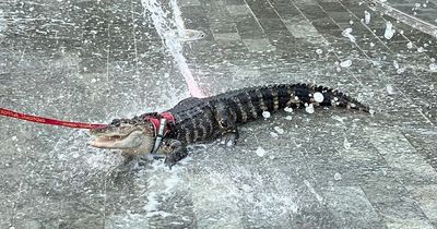 Girl spotted walking 'emotional support alligator' through Philadelphia park fountains