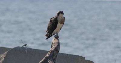 New Kielder osprey spotted taking overnight break in Barcelona