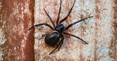 False widow spiders could invade UK homes as numbers soar in hot temperatures