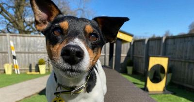 Six adorable Edinburgh dogs hoping to get new forever homes in time for autumn